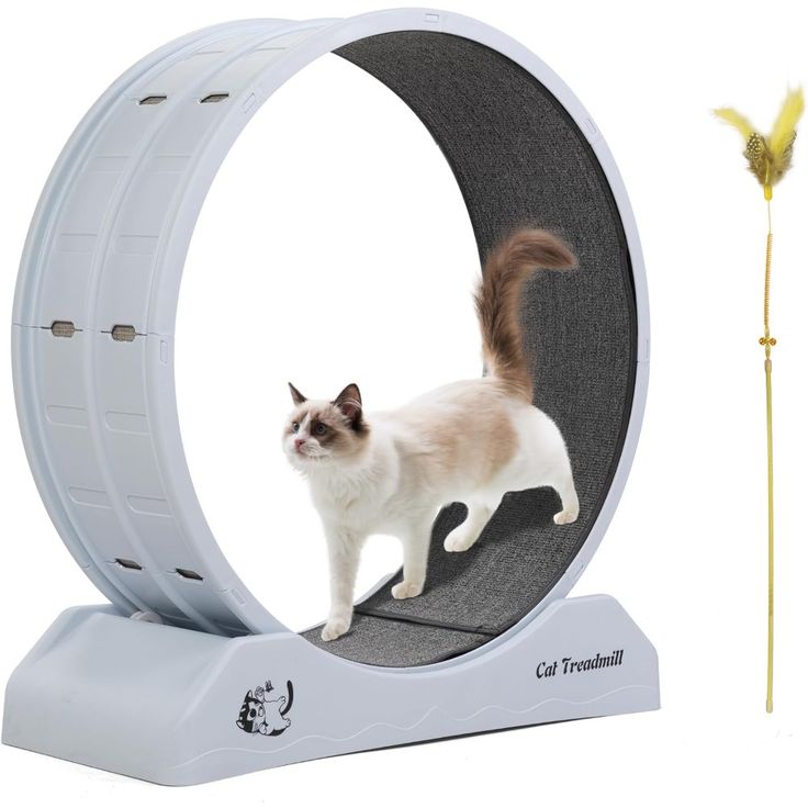 Best cat treadmill wheel