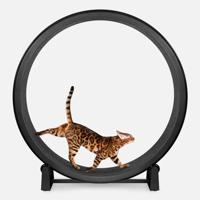 Best cat treadmill wheel 2026