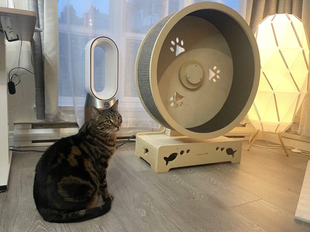 Best cat treadmill wheel 2026