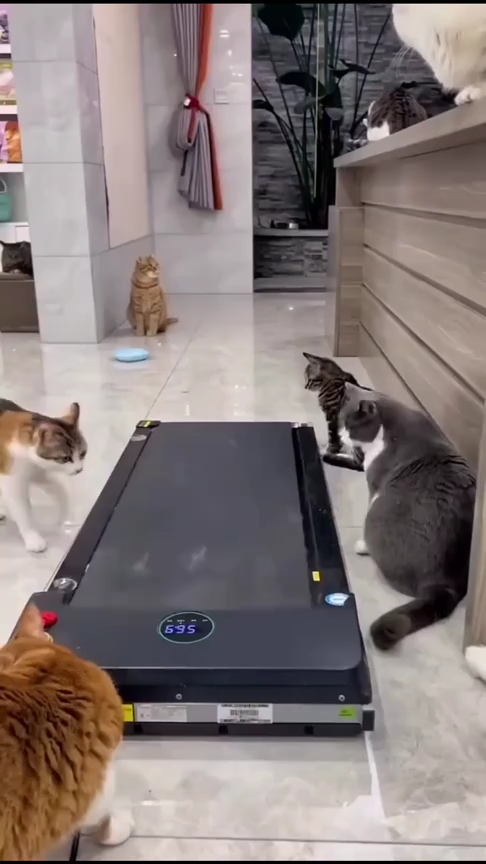 Best cat treadmill wheel
